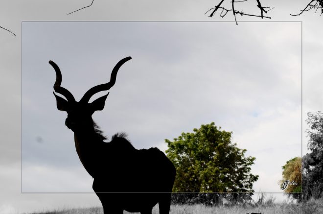 Safari discovery IMG - 3345-2