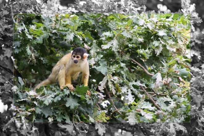 Safari discovery IMG - 3408-2