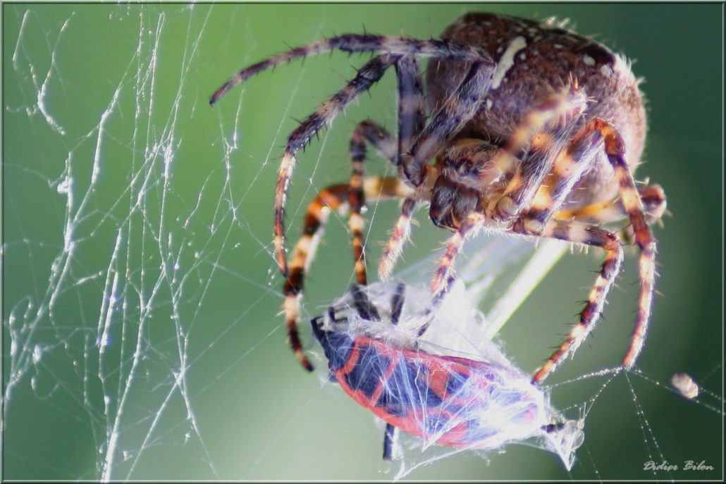 Over the spiderweb IMG – 3630