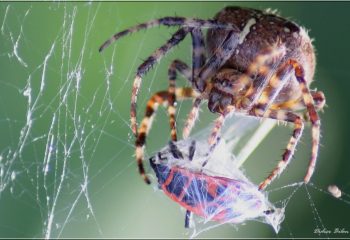 Over the spiderweb IMG - 3630