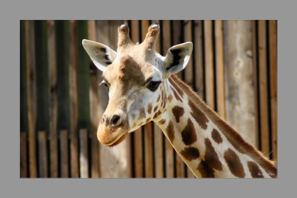 Safari discovery IMG – 4418-1