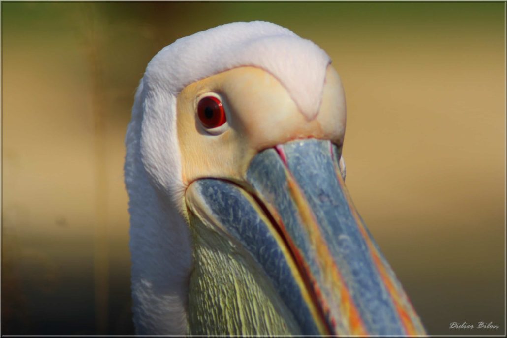 Flight of birds – IMG – 4422 Pelican