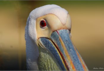 Flight of birds - IMG - 4422 Pelican