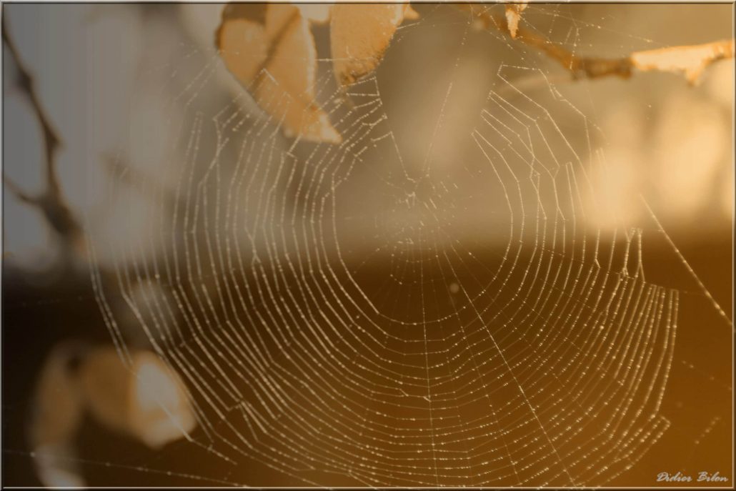 Over the spiderweb IMG – 6149