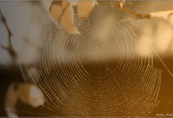 Over the spiderweb IMG - 6149