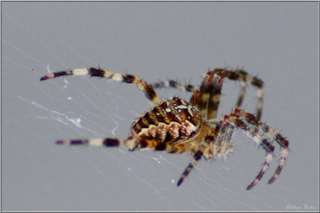 Over the spiderweb IMG – 6153 -1