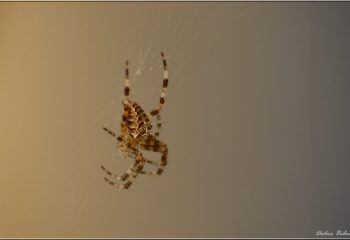 Over the spiderweb IMG - 6153