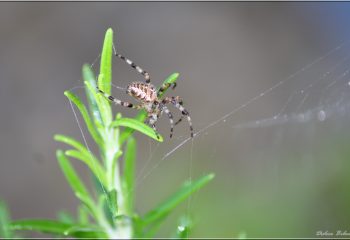 Over the spiderweb IMG - 6166