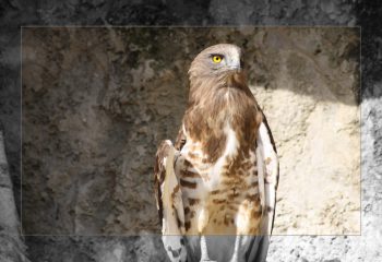 birds of prey - IMG - 68573335