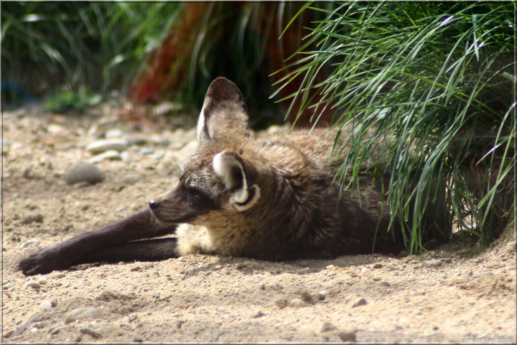 Safari discovery IMG – 8627-1