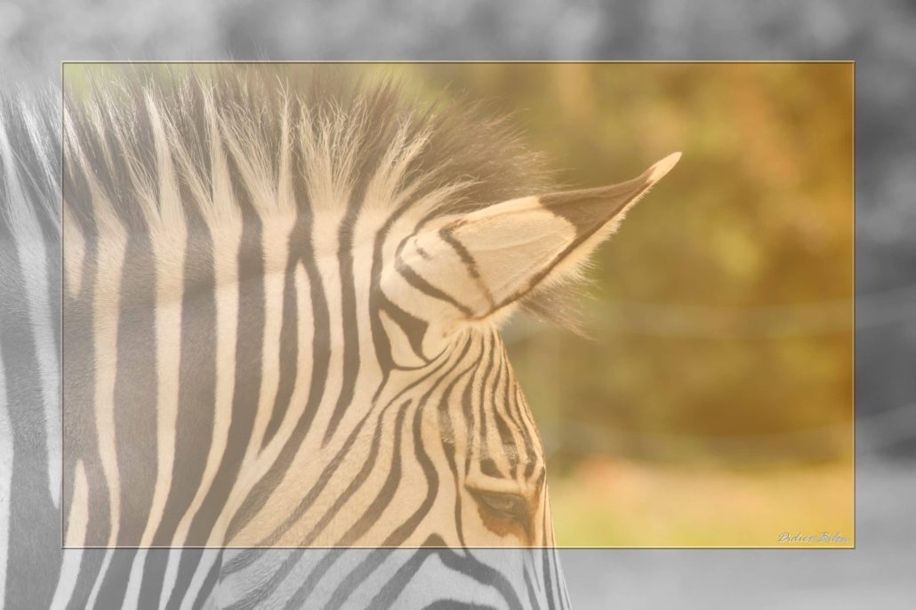 Safari discovery IMG – 8650-1