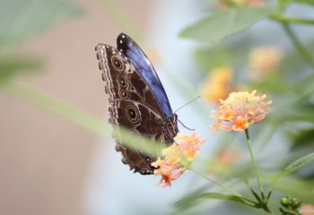 BUTTERFLY NATURE PHOTOGRAPHY