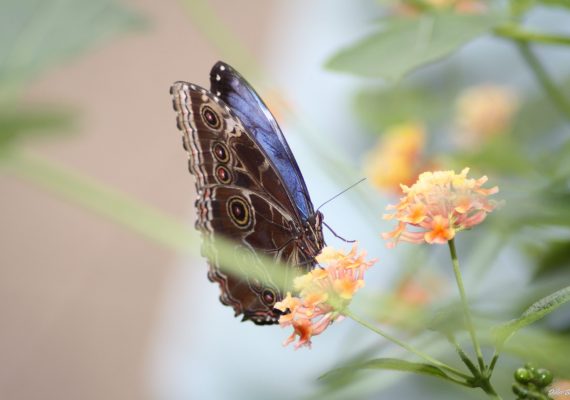 BUTTERFLY NATURE PHOTOGRAPHY