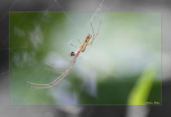 Over the spiderweb IMG 1170-1