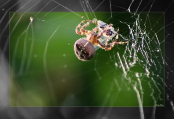 Over the spiderweb IMG 3622-1