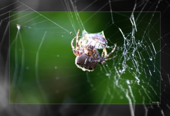 Over the spiderweb IMG 3626-1