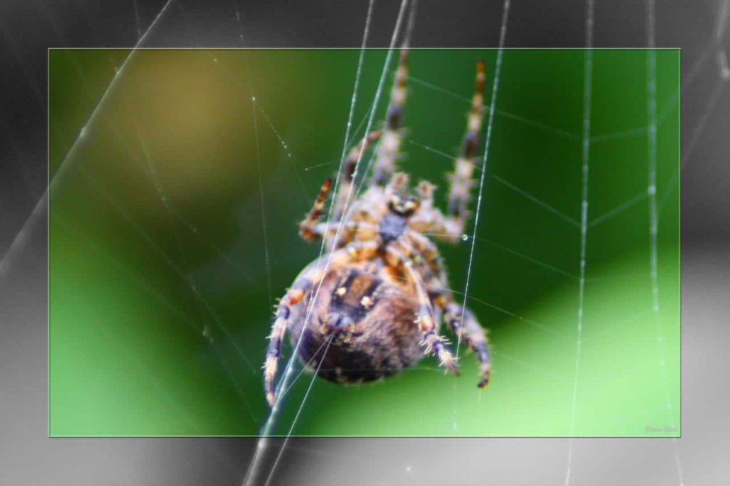 Over the spiderweb IMG 3681-1