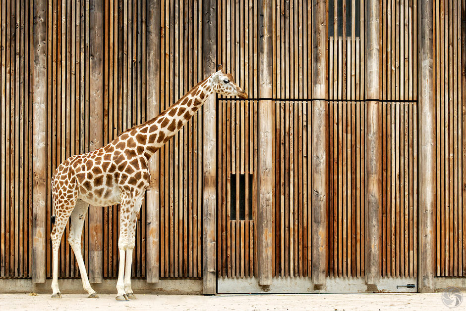 Charmant camouflage d’un ocre pelage