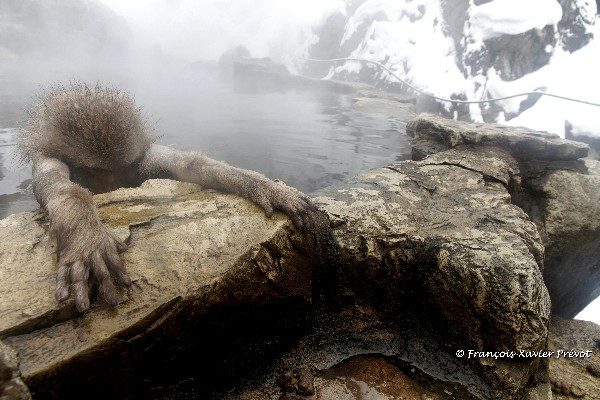 Macaque japonais se baignant dans une source naturelle d’eau chaude dans les montagnes de Nagano en hiver au Japon