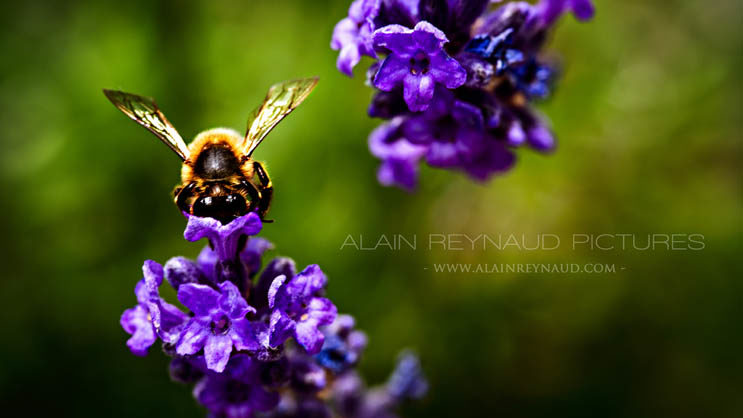 Abeille sur lavande