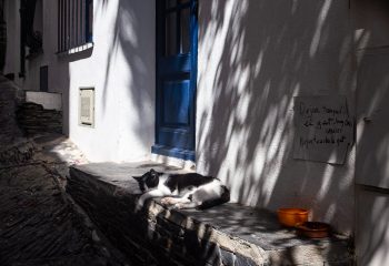 Dejar tranquil el gat