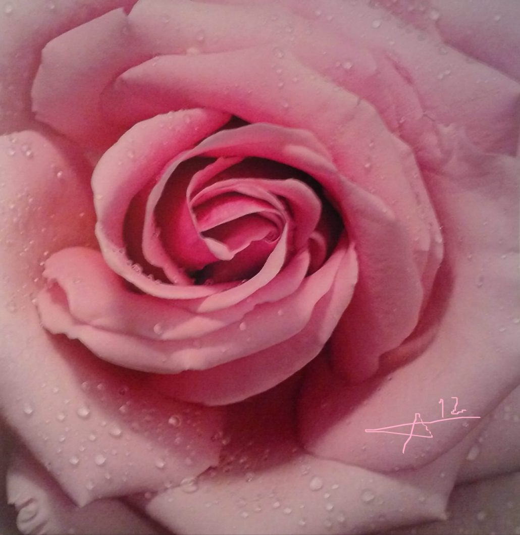 Rosée de la rose