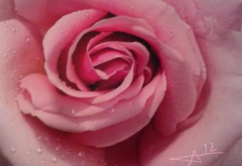 Rosée de la rose