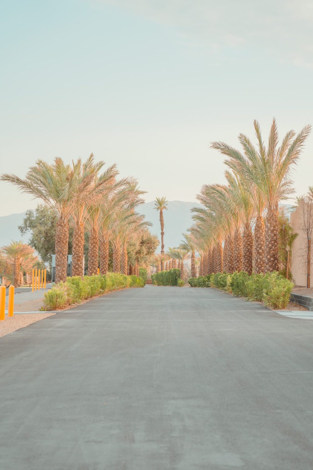Palm trees alley – Death Valley