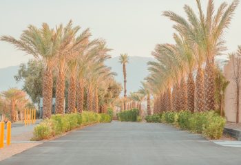 Palm trees alley - Death Valley