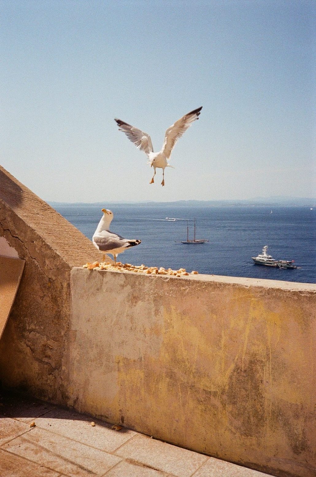 des mouettes du soleil la mer