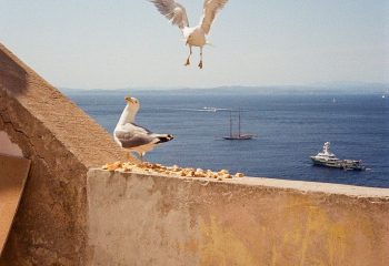 des mouettes du soleil la mer