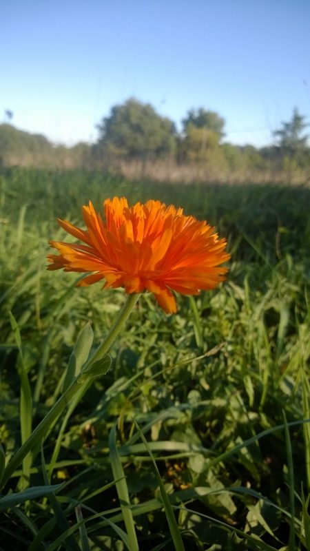 Fleur Orange