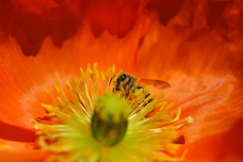 Attention ça va piquer !