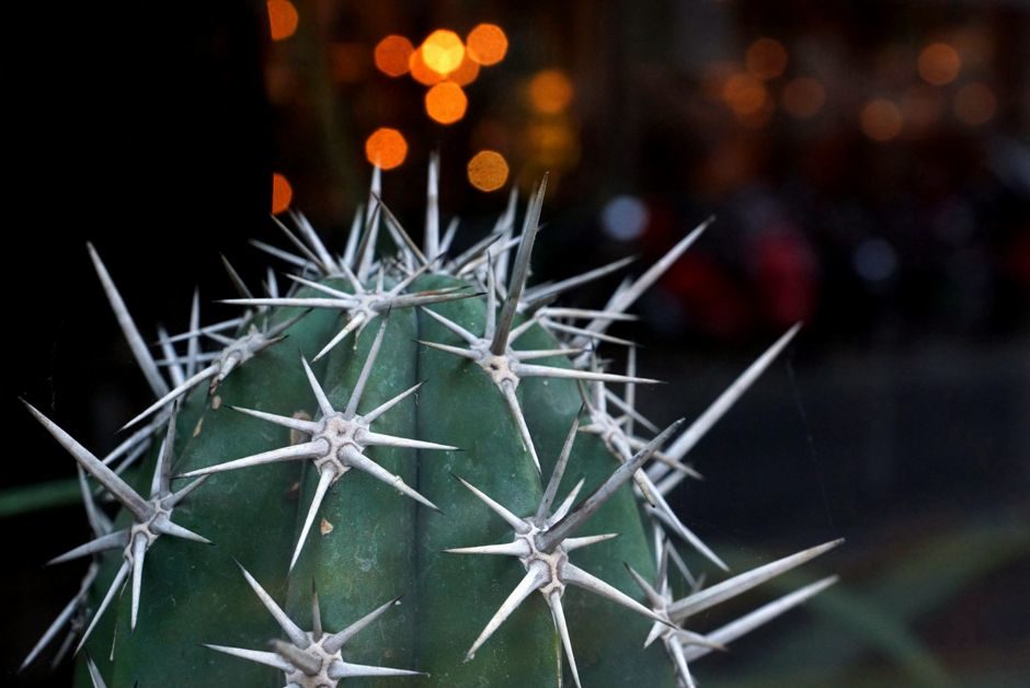 Cactus de ville