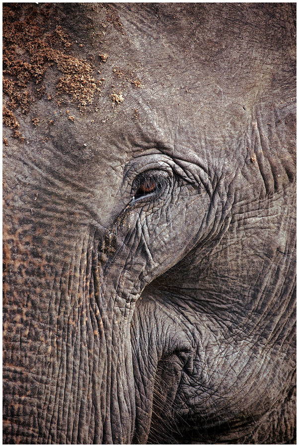 Elephant’s eye