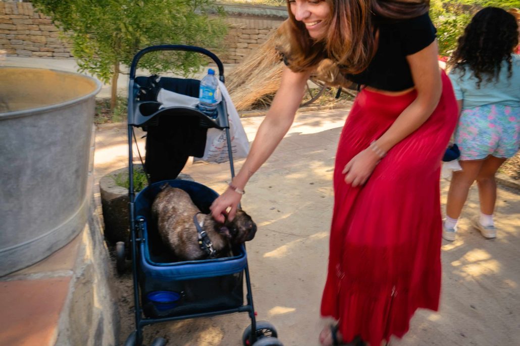 These dogs that will never walk on the ground again.