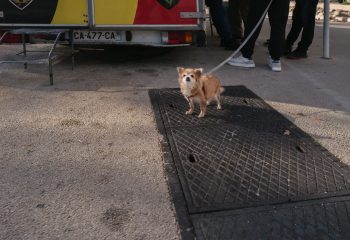 Des chiens et des hommes