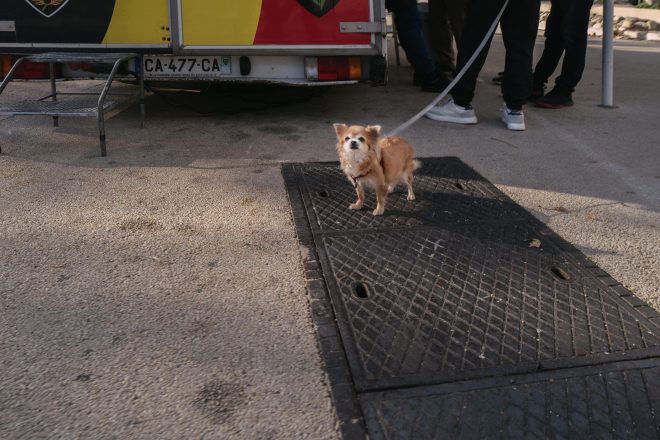 Des chiens et des hommes