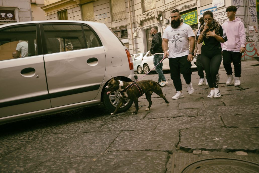 Napoli’s dogs