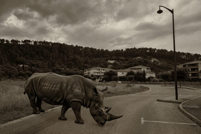 Extra-vaguances : Le Rhinocéros.