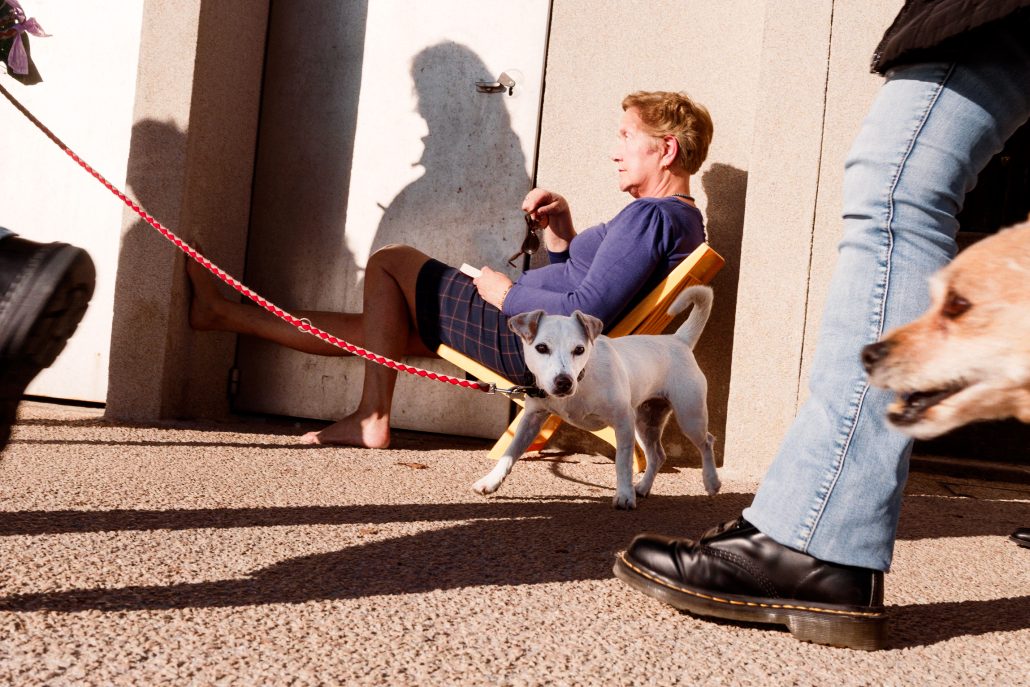 Who let the dogs out