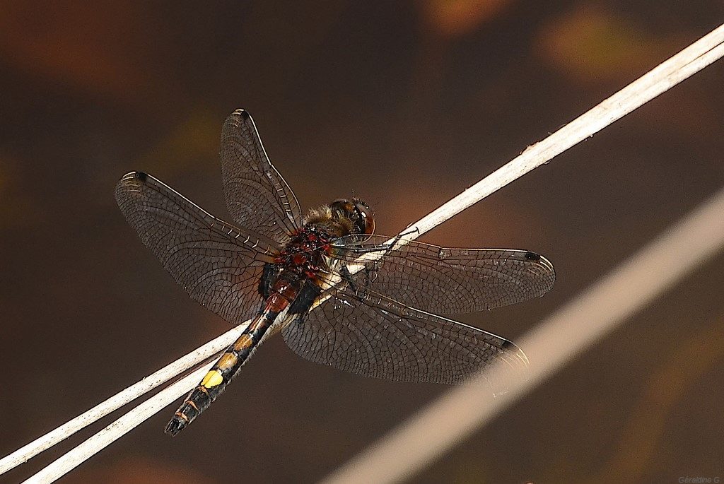 libellule