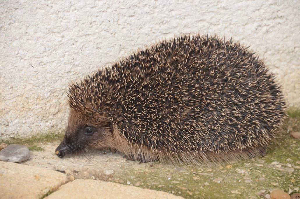 hérisson