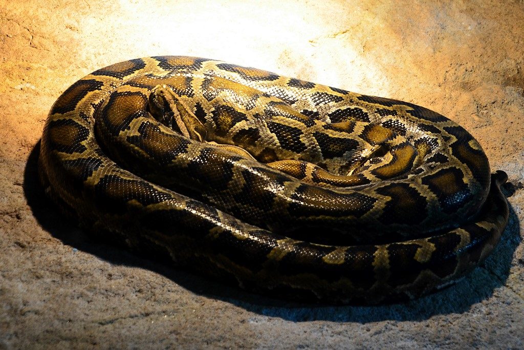 python