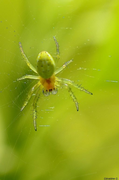 araignée