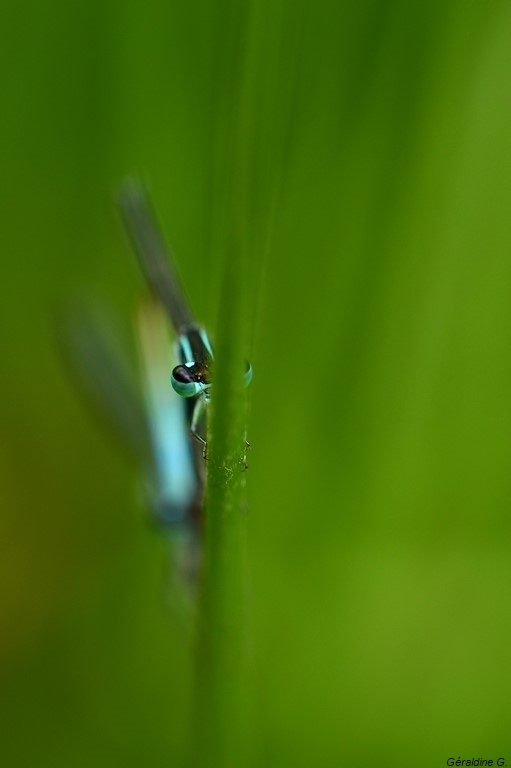 Agrion