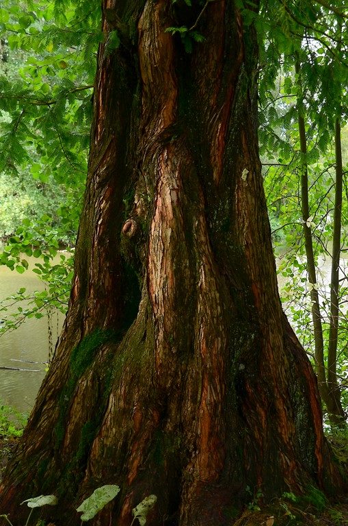 Lac de St-Cyr à 8 h du matin