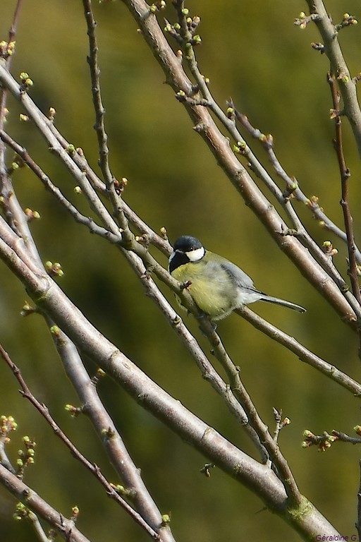 mésange charbonière