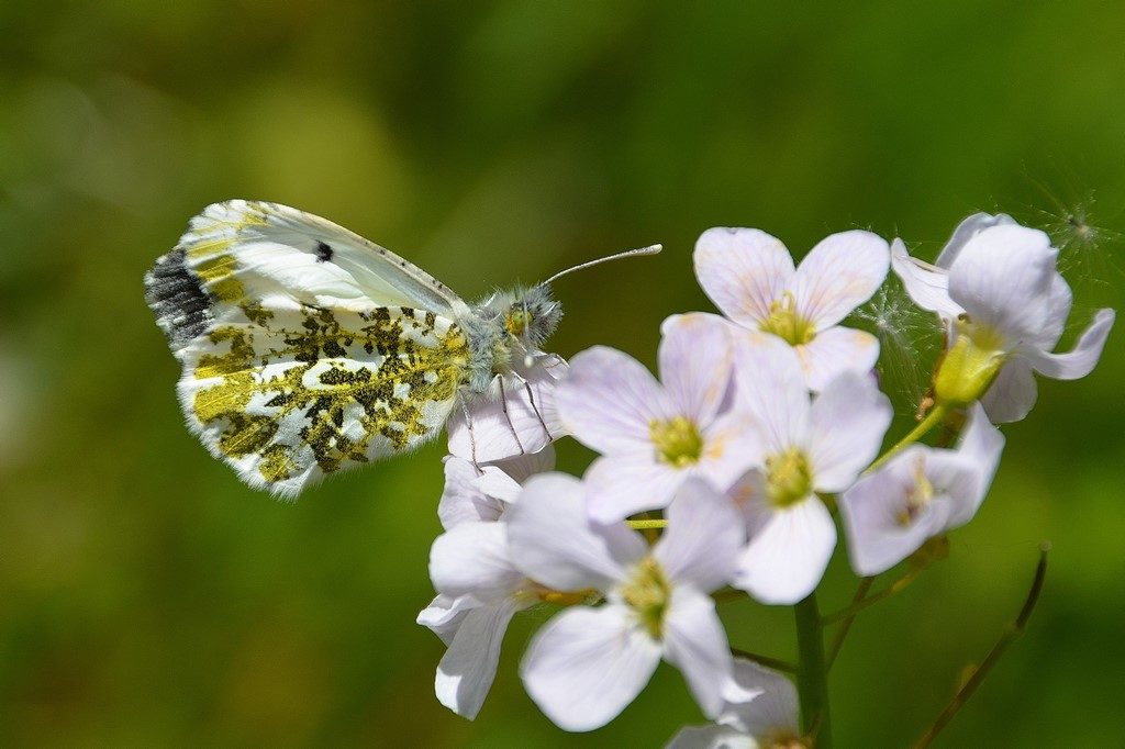 Aurore de la Cardamine