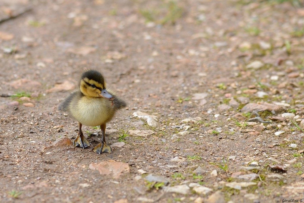 rencontre inattendue..